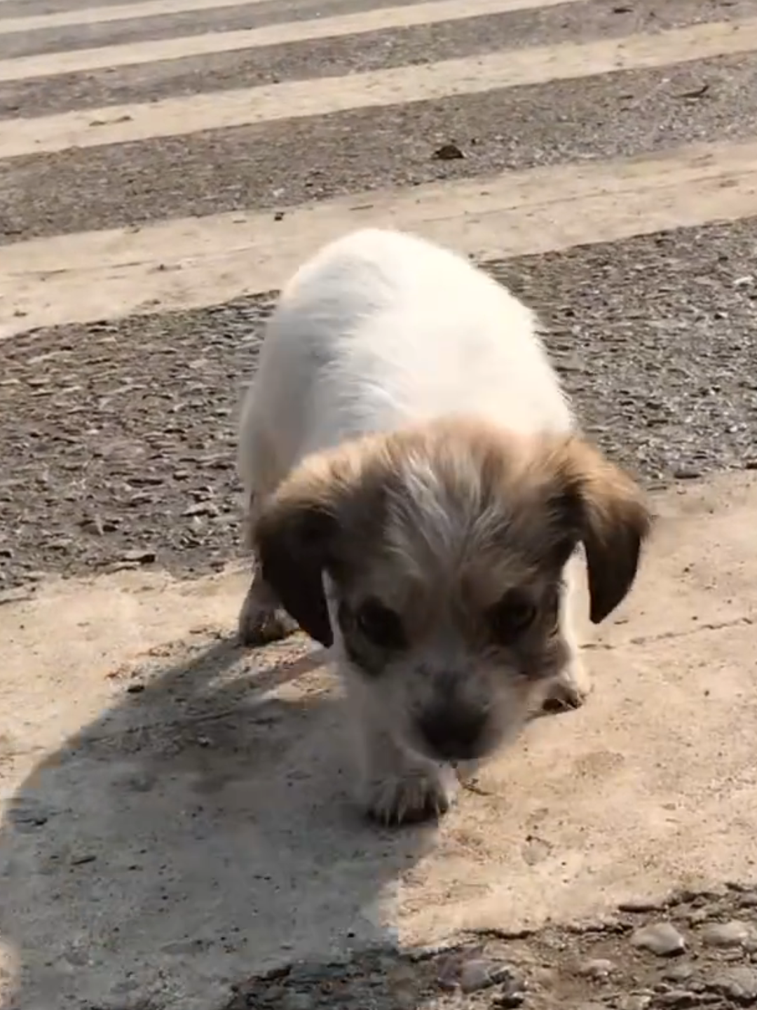 In the 3 degree Celsius weather, I saw a small dog wandering the street looking for food and I decided to adopt it.