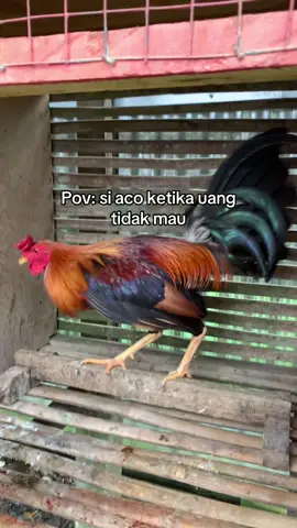 #ayamimport #ayamfilipin🇵🇭 #as27farm #as27 #anaksekolah 