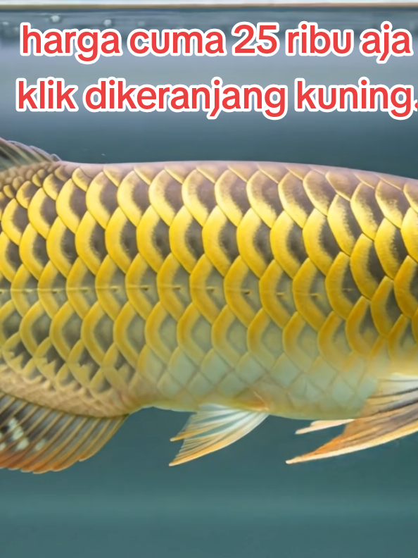 arwana super gold  #arwana #arwanasilver #arwanasuperred #ikanarwana #ikanhias 
