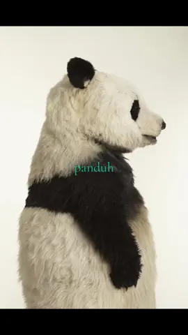 #panda #cool #tuff #xyzbca #foryoupage 