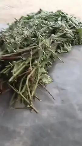 #rishipanchamispecial #myvoideoviral🥰 #siraha #dhangadhimai13Ashari♥️♥️♥️ @kcdon @sabu @Anshu🌸💗✨ @kalpana @Rekha Rai 