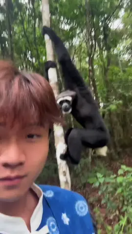 Công việc cũng nhàn, đội sổ đỏ lên đầu đi vòng vòng thui😂#petcute #đángyêu #dethuong #khoanhkhacdangyeu #khỉ #vooc 