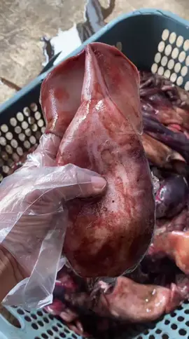 Cumi sotong 23,000/kg 