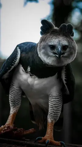 the King of the Skies  Harpy Eagle 🔥  #harpyeagle #eagle #worldlife_ai 