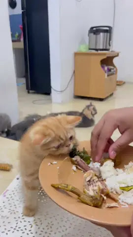 idung ngga ada pake segala ngendus 🤣 #kitten #fyp #kucinglucu #catlovers 