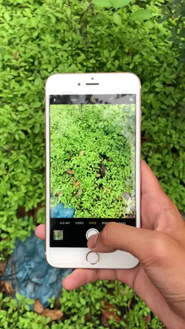 iPhone 6s plus All operator (ex ibox) Kapasitas 32gb Battery health 100 Bebas reset ios 15.8.4 Bisa foto live  Bisa wa,ig,tiktok Kamera d/b aman Minus: Tombol home off (fingerprint on) Kelengkapan: Hp Softcase Charger Price: 690K #fyp #iphone6splus #promomakangajian 