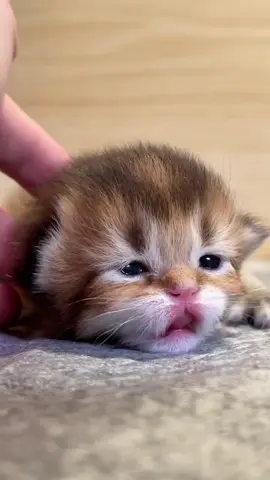 So cute #cutecat #pet #kucing #kitty 