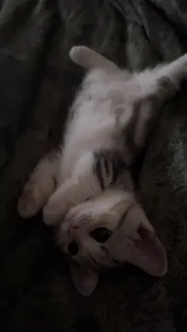 So cute #cutecat #pet #kucing #kitty 