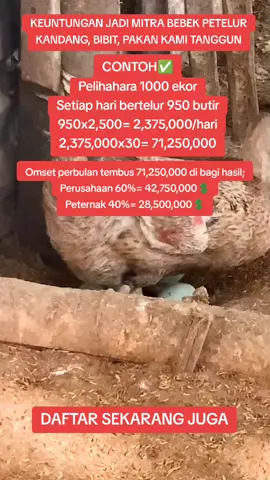 Cukup sediakan lahan kosong datar dan kering, untuk kandang, dod bebek, pakan kami yang tanggun #peternakindonesia #bebekpetelur #bebek #telur #fypシ゚viral 