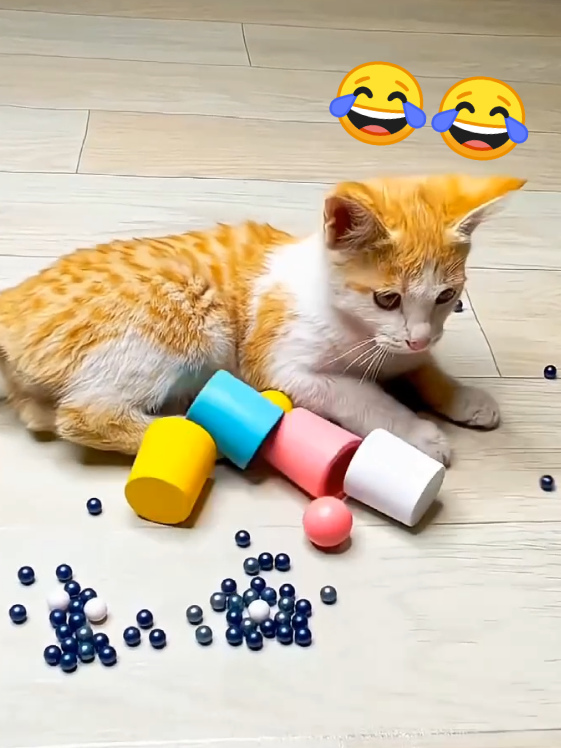 Reverse Funny video asmr cat beautiful kitten funny cut #foryoupagе #fyp #asmr #cat #tik_tok 