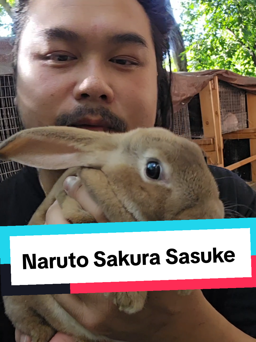Sakura Sasuke and Naruto #selfreliance #livestock #homestead #raisingrabbits 