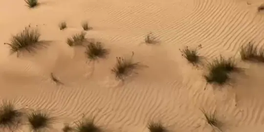 ظبيتآ مزيونه الدلي. 🌷 #مهدي_الحارثي #creatorsearchinsights #fyp #وادي_بلحارث #شيلات 