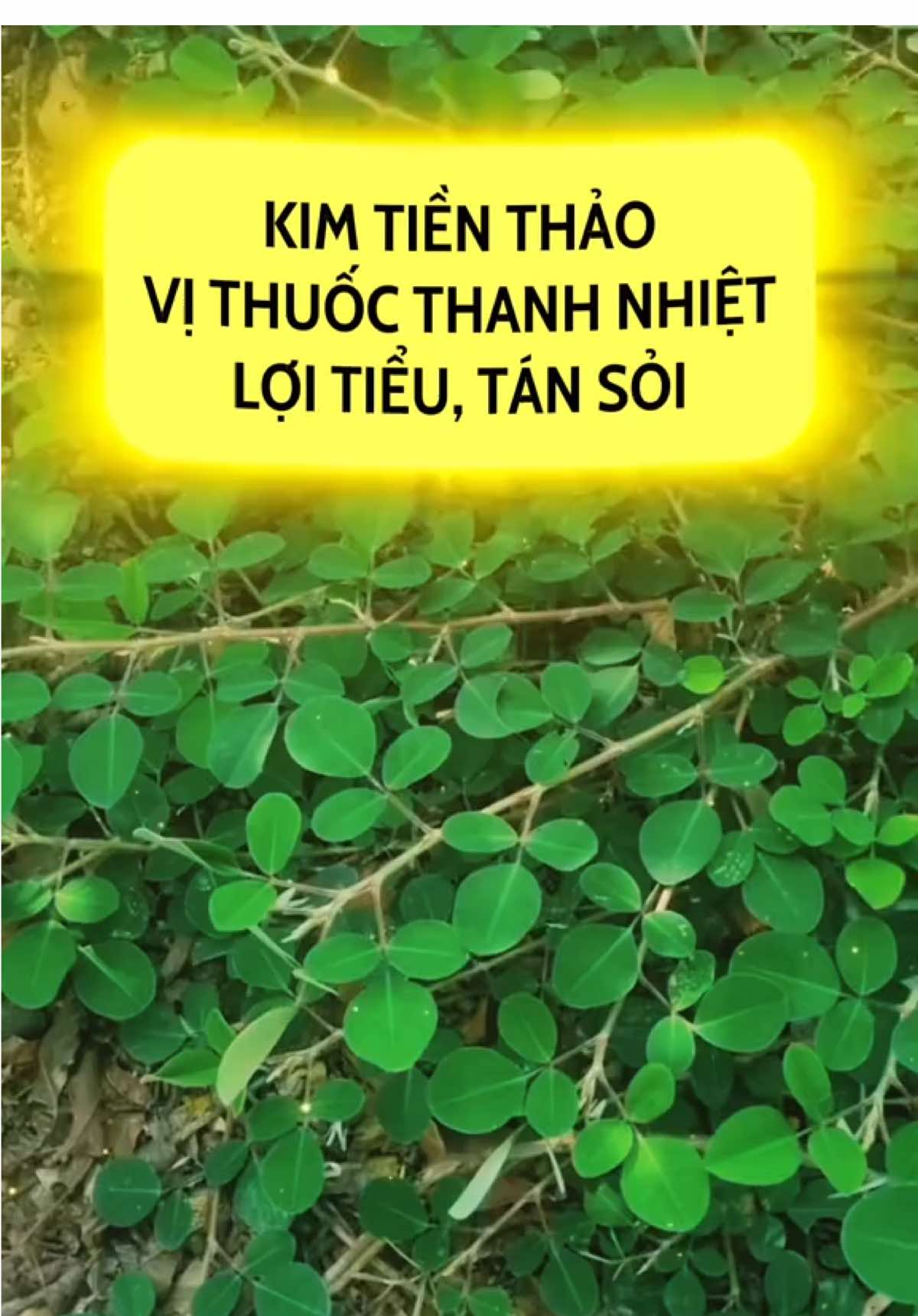 Kim tiền thảo thanh nhiệt, lợi tiểu, tán sỏi…#caythuocvietnam #dongy #mebimsua #xh #soithan 