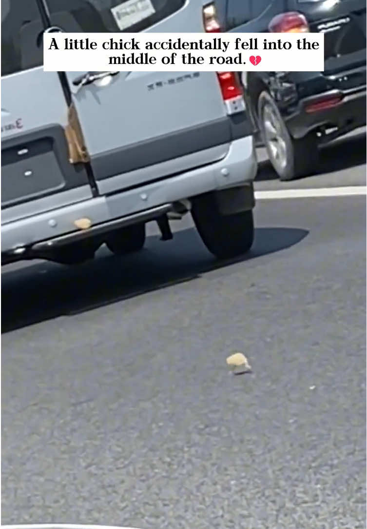 I found a chick on the road,brought it home and raised it—never expected that…🐥#rescue #animals #fyp #chicken #chick 