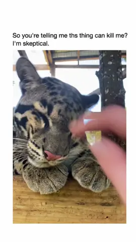 #animalsoftiktok #animals #animales #bigcat #wholesome 