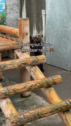 Mixed feelings when we visited Showa-Shinzan Bear Ranch near Lake Toya this summer 😢🐻 