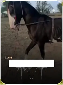 #باغی302✿ #باغی_گروپ #punjabi_dohra #🙌🏻🦅🦅🤬 #fyp 