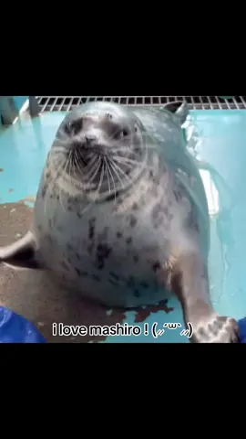 i love his little baby face GAWSH CUTE LIL THANG #fyp #tokkaricenter #seals #seal 