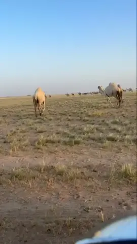 #اكسبلور #حرش_العراقيب #بنات_عليان_افلح_من_ذكر_الله #اكسبلور_عشوائيات_الرفيعه_الصمان_الدبادب 