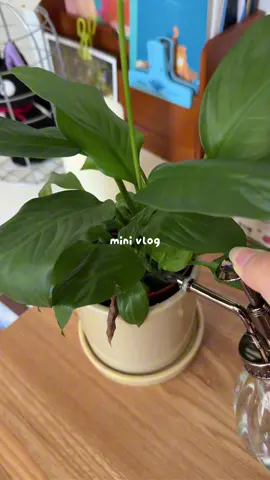 お気に入りのmanyo☘️ #PR #manyo #Qoo10 #メガ割 #Qoo10メガ割