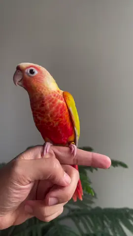High red factor self beauty😍 #birdslover #parrotlover #highredfactor #EM_Aviary #parrotsoftiktok 