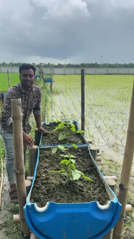 ধান ক্ষেতের উপরে প্লাস্টিকের ড্রাম দিয়ে সবজি চাষ।#agriculture #farming 