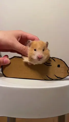 Cute Hamstead #small#Cute#hamster#pet#animal#funny#cute