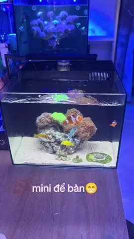 lên cho ae con hồ 443 để bàn  đèn Micmol aqua giả lập ánh sáng tự nhiên  skimmer, layout, cát, vll, san hô đầy đủ chỉ 3tr #xuhuong #ca 
