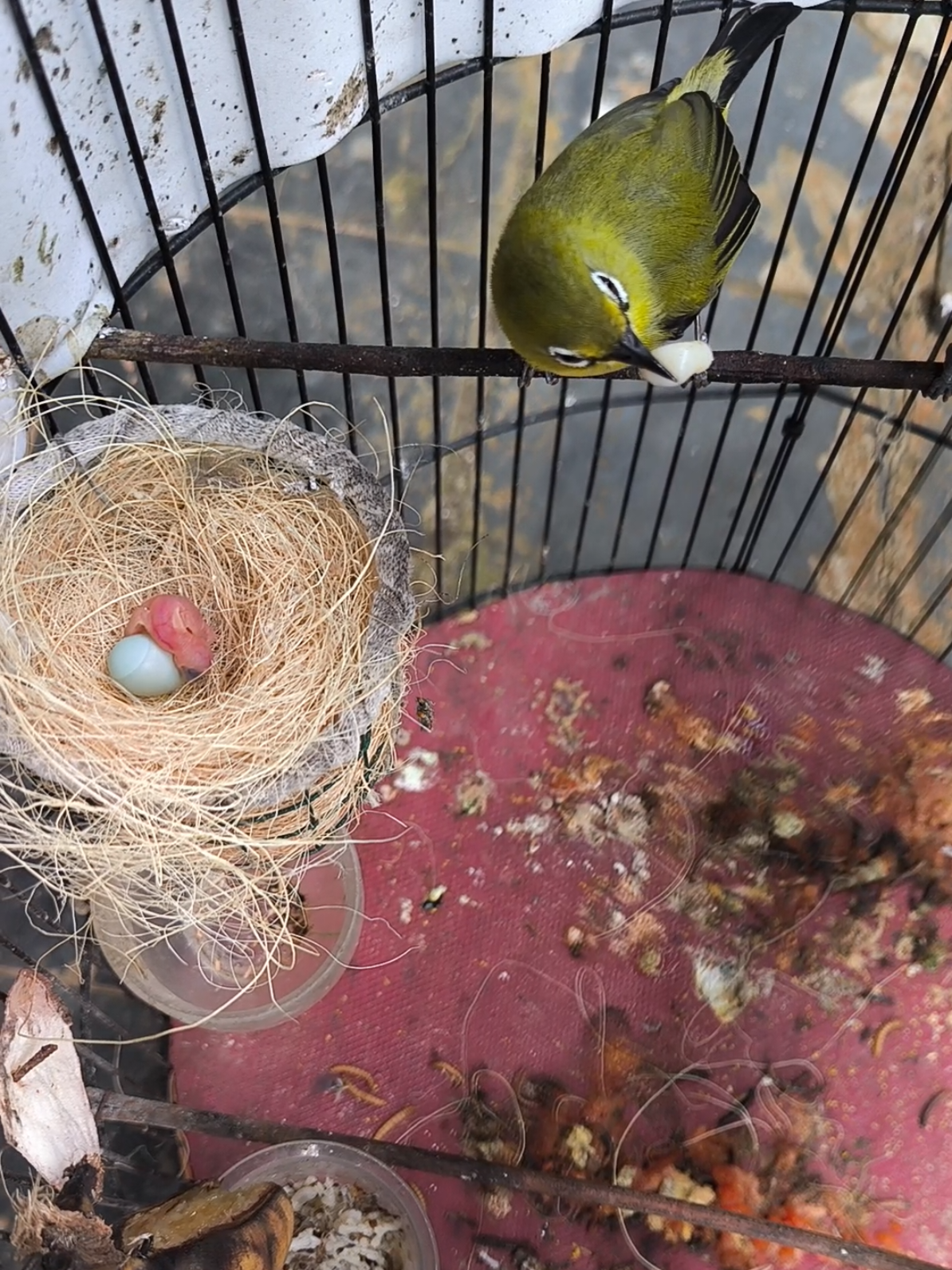 hanya perlu waktu 11 hari untuk indukan mengerami telurnya sampai menetas #pleci #ternakpleci 