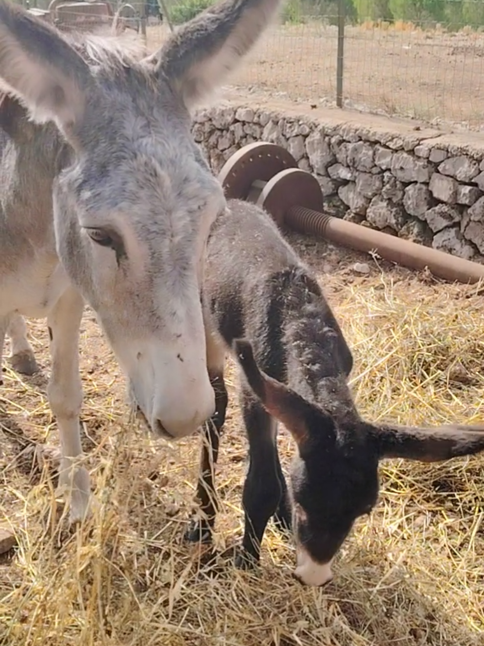 Oggi è nato  #asini #andiamoneiperte #voliamoneiperte #neipertee #perte 
