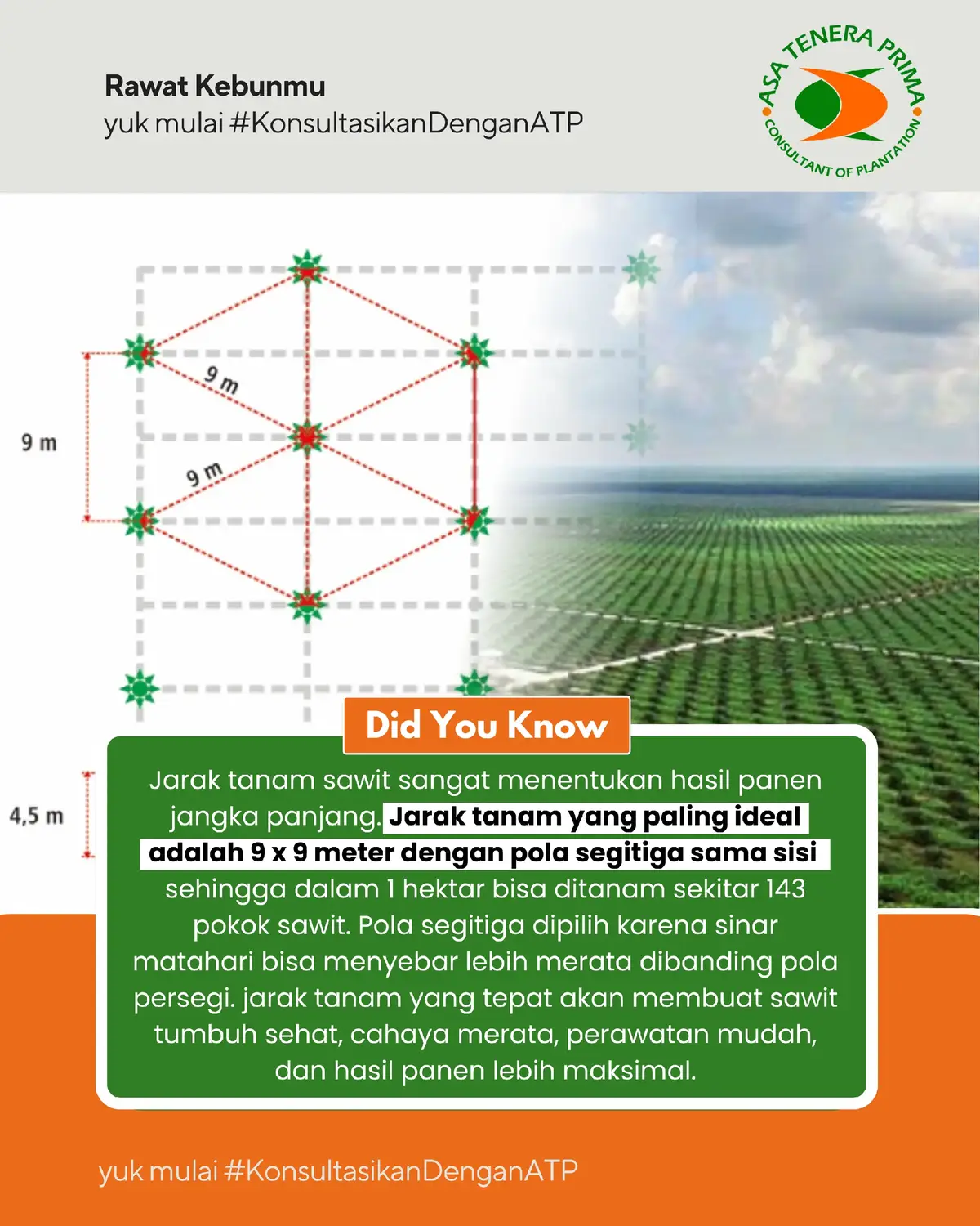 Sobat Asa udah pada tau? Jarak tanam sawit yang ideal adalah 9 x 9 meter dengan pola segitiga sama sisi. Dalam 1 hektar bisa ditanam ±143 pokok sawit. Jarak tanam bisa berbeda ya Sobat Asa, ini dipengaruhi oleh kondisi lahan (topografi, kesuburan), jenis sawit (pelepah panjang), iklim, dan pola tanam. Yuk Mulai #KonsultasikanDenganATP #asateneraprima #solusikebun #tanamantropis #agronomist