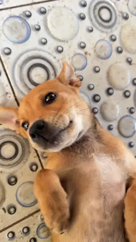 Cũng vì miếng cá miếng thịt😅