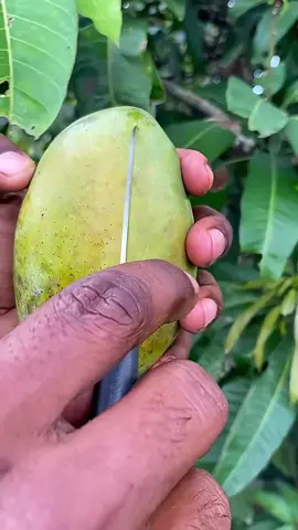 #cut #asmr #fruit #fruits #mango 