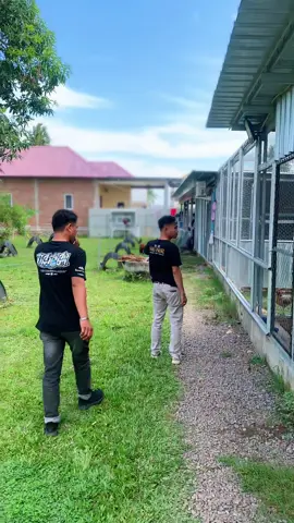 #Fictorgamefarm #pamoso_farm_majene 