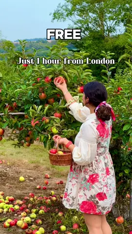 🍎𝑨𝒑𝒑𝒍𝒆-𝒑𝒊𝒄𝒌𝒊𝒏𝒈 season is upon us, and SEPTEMBER is the best time to enjoy this activity in the UK with friends or family.    📌Save & Share this FREE Apple picking farm just an hour from London 👇 📍𝑪𝒂𝒔𝒕𝒍𝒆 𝑭𝒂𝒓𝒎, 𝑲𝒆𝒏𝒕, 𝑹𝒆𝒅𝒎𝒂𝒏𝒔 𝑳𝒏, 𝑺𝒆𝒗𝒆𝒏𝒐𝒂𝒌𝒔 𝑻𝑵14 7𝑼𝑩 - PYO apple picking farm.  🚇How to reach - 55 min to 1 hour Train journey from London Blackfriars to Eysnford or Shoreham, Kent. 🚶🏻‍♀️You can either walk to the farm (20 mins walk) or l book a taxi from the station as (You can contact Beeline taxi service & book taxi in advance to reach there)  🎟️Tickets - No tickets to visit you pay for the apples you pick. ⏱️Dates & timings - 🍎 Friday 5th, Saturday 6th & Sunday 7th September,  🍎 Friday 12th, Saturday 13th & Sunday 14th September  🍎 Friday 19th, Saturday 20th & Sunday 21st September 10am-5pm ✅A few things to note - 🍎Bring your own bags - or you can buy reusable canvas bags and apple picking baskets on site. 🍎Please only pick what you intend to buy. 🍎Dedicated car park at the orchard. 🍎Closest toilets are at the Lullingstone Visitor Centre just down the road! 👇Below are some other farms near London, where you can (𝐏𝐘𝐎)your own apple. However,please check with the farms directly if apple picking is available.  📍 𝑯𝒆𝒘𝒊𝒕𝒕𝒔 𝑭𝒂𝒓𝒎, 𝑲𝒆𝒏𝒕 𝑨224, 𝑪𝒉𝒆𝒍𝒔𝒇𝒊𝒆𝒍𝒅, 𝑶𝒓𝒑𝒊𝒏𝒈𝒕𝒐𝒏 𝑩𝑹6 9𝑩𝑿 - 🚇 How to reach - 55 mins Train journey from London Charing Cross to Knockholt and then a 17 mins walk till the farm.  📍 𝑩𝒓𝒐𝒈𝒅𝒂𝒍𝒆 𝒇𝒂𝒓𝒎, 𝑩𝒓𝒐𝒈𝒅𝒂𝒍𝒆 𝒄𝒐𝒍𝒍𝒆𝒄𝒕𝒊𝒐𝒏𝒔, 𝑭𝒂𝒗𝒆𝒓𝒔𝒉𝒂𝒎, 𝑲𝒆𝒏𝒕 𝑴𝑬13 8 𝑿𝒁 - 🚇 How to reach - 1 Hour 10 mins from London Victoria or St. Pancras station to Faversham. 34 minutes walk or 6 mins taxi ride till the farm.  𝑯𝒂𝒑𝒑𝒚 𝑨𝒑𝒑𝒍𝒆 𝒑𝒊𝒄𝒌𝒊𝒏𝒈 🍎 Apple picking near London • Autumn activity • thingstodo this weekend • PYO apple farms • fun weekend ideas • Apple farm in London • Things to do in September