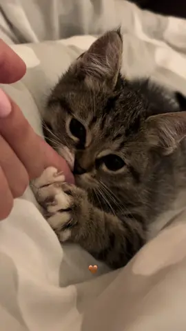 Любите своих пушистых❤️ #dc #recommendations #рекомендации 