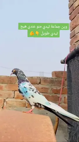 #وين جماعة تيدي منو عندي هيج تيدي طويل 👇🫵✌️#حلال  اخوكم جناي ألتيدي ابن السماوه 🫴#ماشاءالله_تبارك_الرحمن🌿💛🌿💛 #تيدي_قولدن_حمام_باكستاني_كاسوري_سيالكوت  لايك ومتابعه وحركه الاكسبلور وعاده انشر صعدو الفيديو حتى استمر وياكم بل انشر 