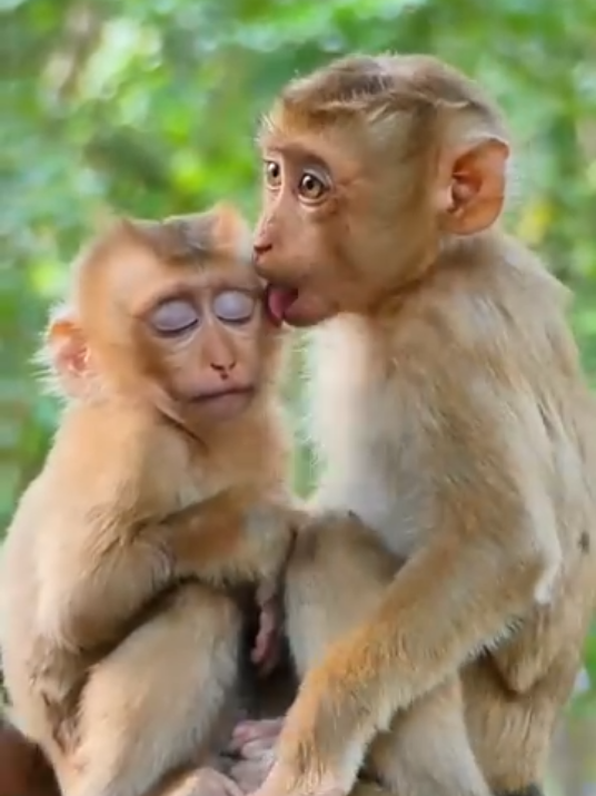 Memang Cewe yg Selalu Kegatelan Menggoda 🐒  #monkey #monyet #videolucu #beranda #videohiburan 