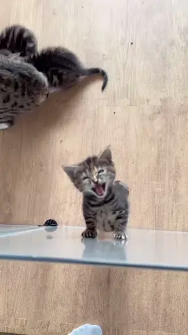 Angry kittens #foryou #funnyvideos #fup #cat #funnycat #catsoftiktok #kitty #pet 