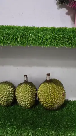 Ready musangking, Ochi, dan Phuang mane Sumatra Utara  #tokedurianpremium #081397370888 #musangking #ochi #phuangmane 