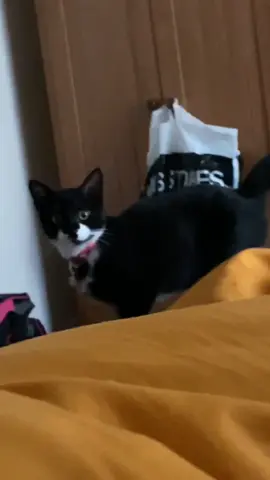 Typical tuxedo cat behavior 😹❤️#catlover #funnycat #tuxedocat #cat #cats #catlove 