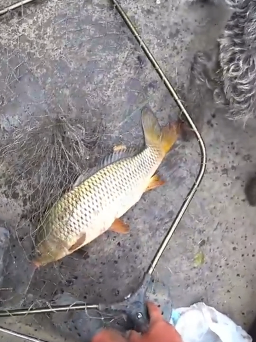 Жирный сазан был пойман с лодки #лодка #поклевка #рыбалка #спиннинг 