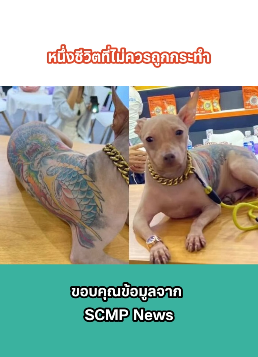 หนึ่งชีวิตไม่ควรถูกกระทำ ไม่ว่าเจ้าของจะยาชาตอนสักหรือไม่ แต่น้องหมาก็ไม่ควรมาโดนอะไรแบบนี้ #news #pet #dog #fyp 