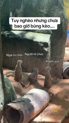 Nghèo nhưng có kỉ niệm  #VinWonders #GreenCreator #dulich #viral #vinpearlsafariphuquoc 