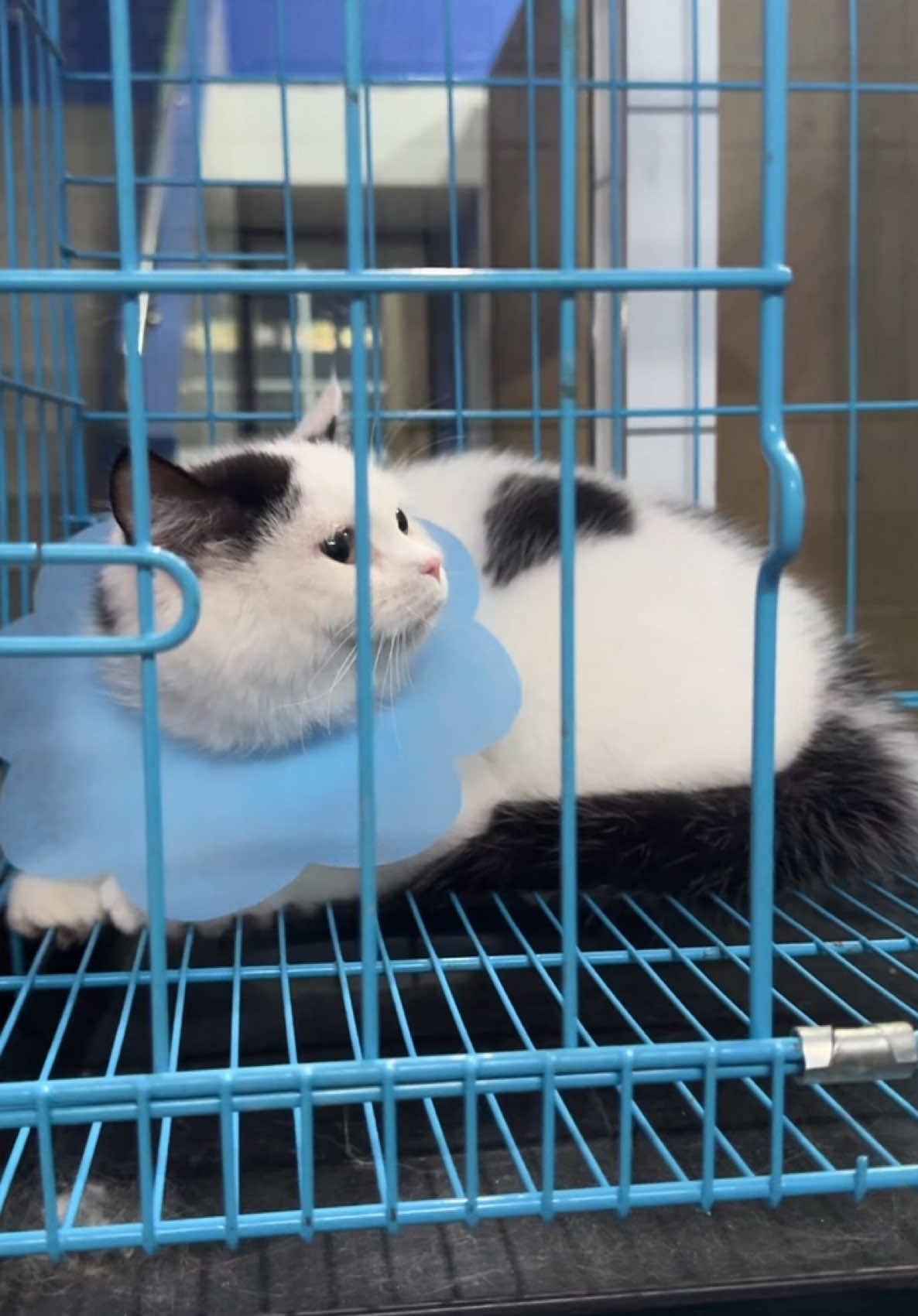 emang kucing bs tau yaaa siapa yg sayang dan enggaaa btw skrg baba udah 2.5 dan pipi udh 3kg onti uncleeeee 🥹🥹🥹🤏🏻💘 #fyp #catlovers #trendingtiktok #fypシ #dailydose #cattok #catsoftiktok #bshkitten #kucingtiktoklucu #kucingtiktok #munchkincat #kucingtiktokfyp #cattokers #kucingoren #kucingviral #kucinglucu 