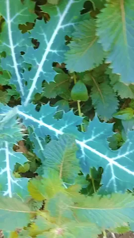 #plantes#traitement#fou#folle#guerison 