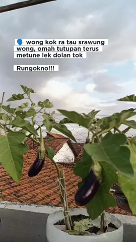 #CapCut bentar lg panen🤭