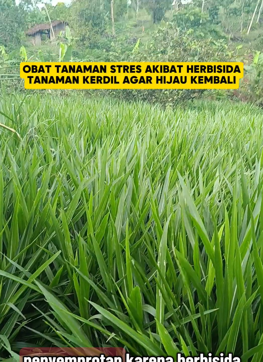 obat tanaman yang stres akibat disemprot herbisida atau tanaman kerdil yang pertama tumbuhannya terganggu tanaman agar subur bisa menggunakan pupuk asam amino high score ini #pupukasamamino #pupukhighscore #obattanamanstres #pupuktanamanpalingbagus 