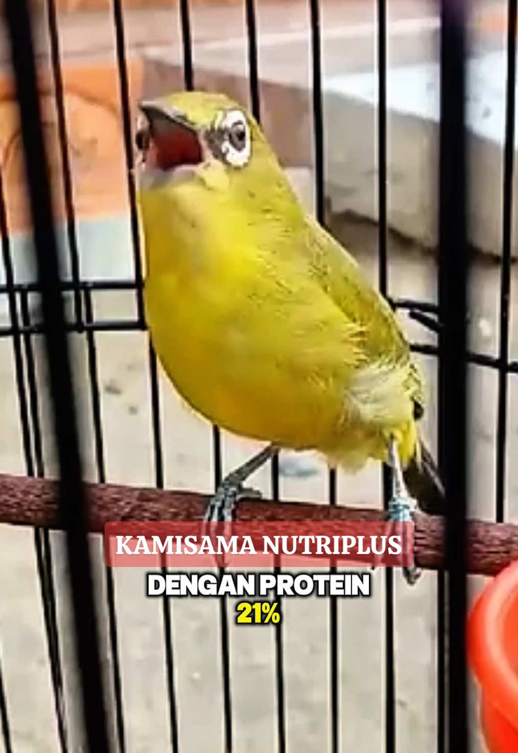 Kamisama Nutriplus Zozterops (voer rasa buah untuk pakan burung pemakan buah) Kamisama Nutriplus adalah pakan dengan formula terbaik dari Kamisama Lab. Jogja yang telah melewati ultra proses dan uji coba yang panjang oleh para praktisi nutrisi burung guna menemukan rasa yang paling disukai oleh burung kecil pemakan buah serta memperhatikan nutrisi yang dibutuhkan burung setiap harinya. Kandungan protein diperoleh dari serangga, biji bunga matahari, buah, telur dan madu sekitar 21% di setiap kemasan. Terbuat dari bahan alami dengan segala nutrisi terlengkap dan seimbang. Diracik menggunakan bahan berkualitas dan difokuskan untuk memperbaiki sistem metabolisme serta mengoptimalkan kadar hormon testosteron yang beredar pada tubuh burung melalui media pakan harian. Kamisama Nutriplus dapat diberikan untuk semua burung pemakan buah : - pleci, trucukan, kutilang, opyor jawa, opyor jambul, opyor paruh tebal, anis, kowul, cucak ijo, kapas tembak, jalak, dan lain lain Isi Bersih : 200 Gram #pleci #voernutriplus #kamisamanutriplus #kicaunesiaonline #kicaumania 