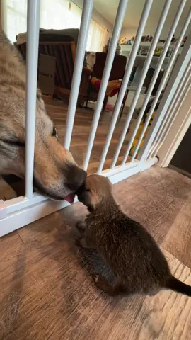 Papa dog meets his puppy for the first time #dog #funnydog #dogsoftiktok #pet #funnyvideos 